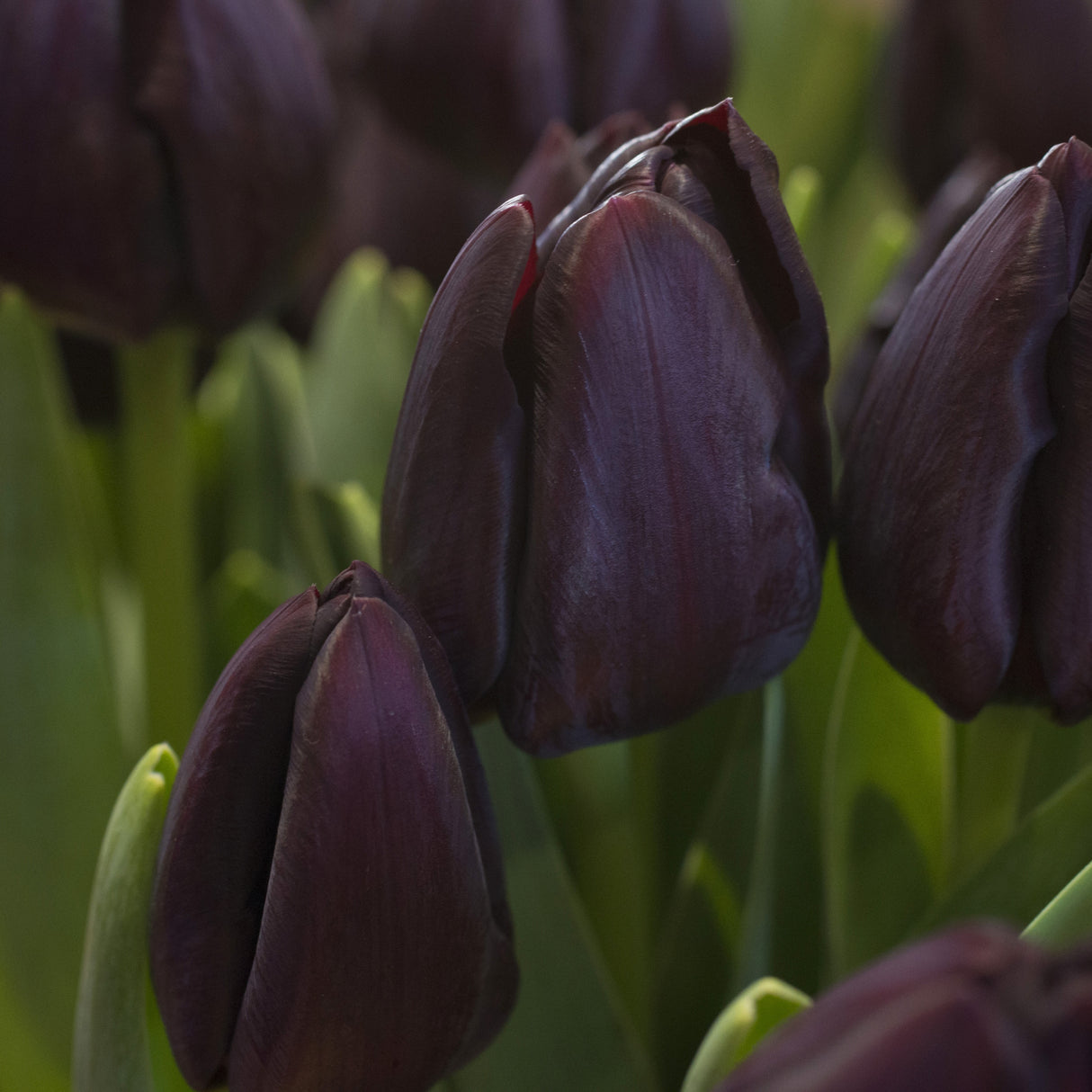 Tulipan 'Black Bean'