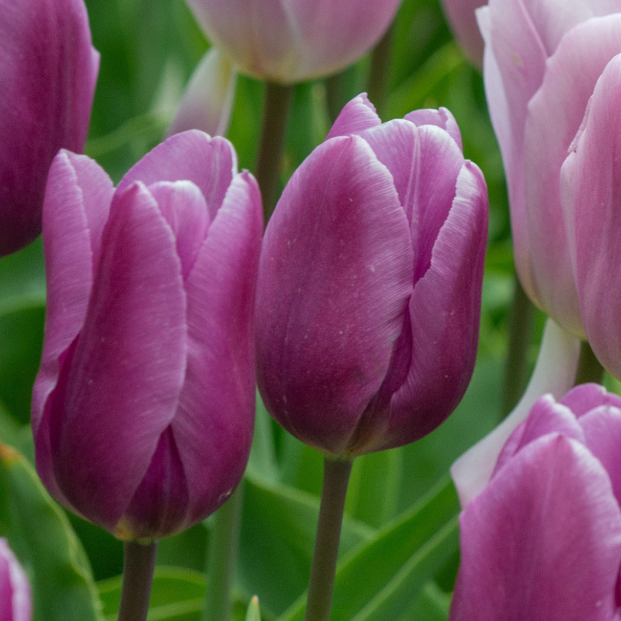 Tulipan 'Blue Beauty'