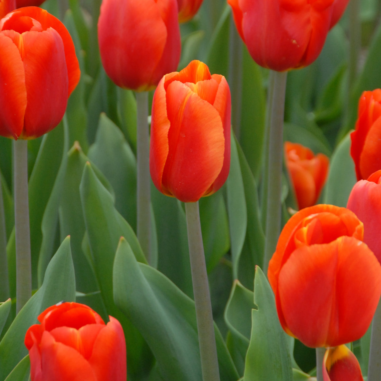 Tulipan 'Bourbon Street'