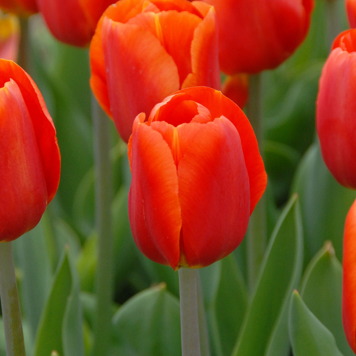 Tulipan 'Bourbon Street'