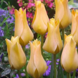 Tulipan batalinii 'Bronze Charm'