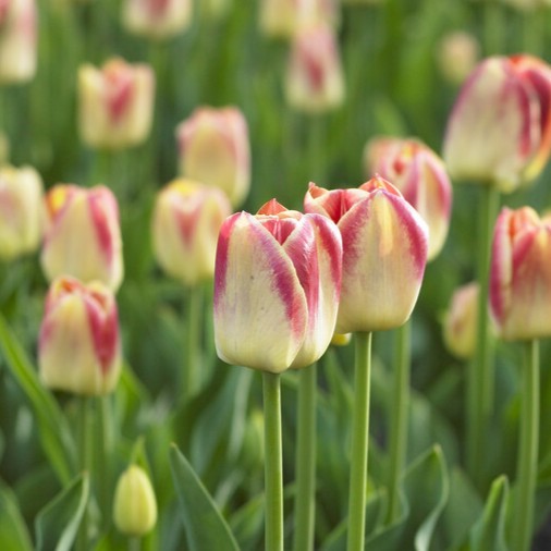 Tulipan 'Candy Corner'