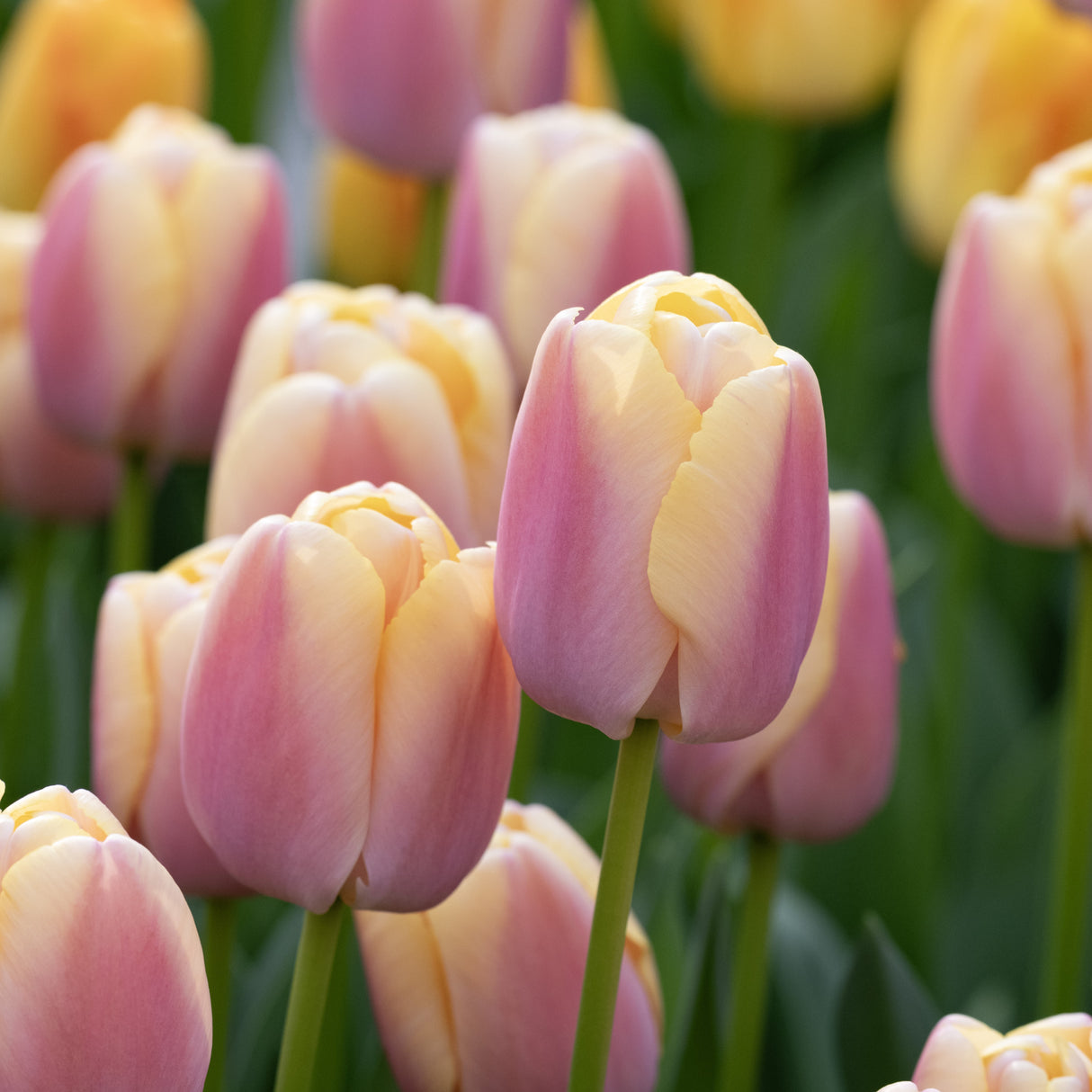 Tulipan 'Coral Pride'