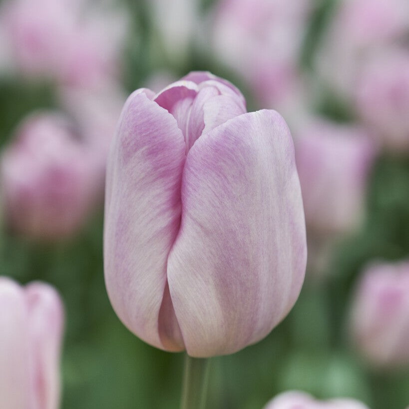 Tulipan 'Debu Candy'