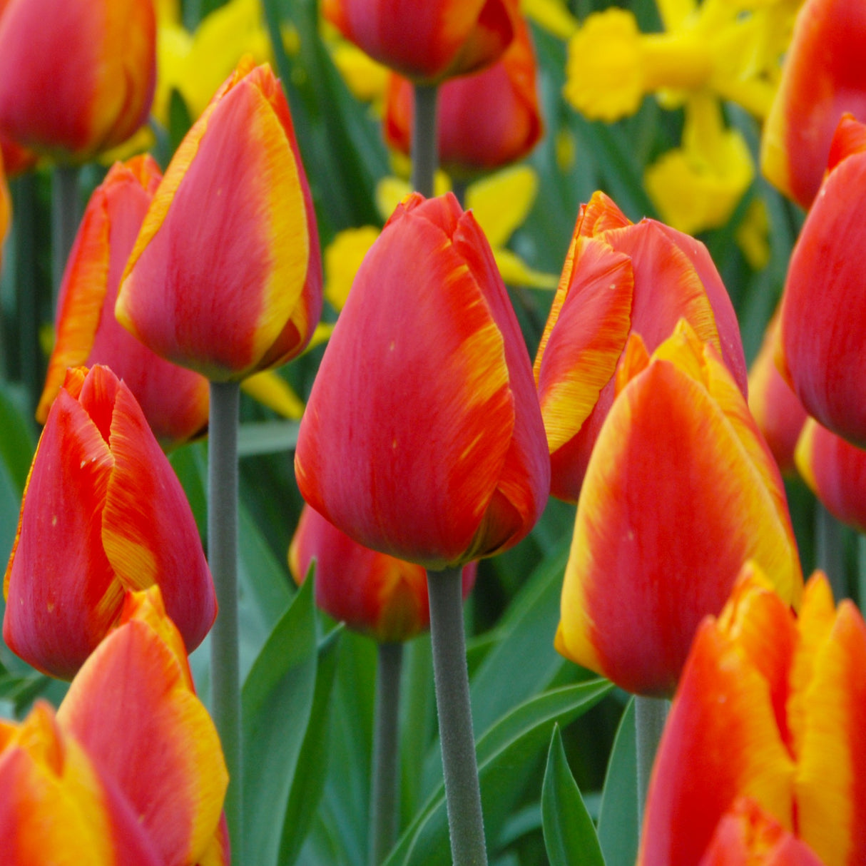 Tulipan 'Flair'