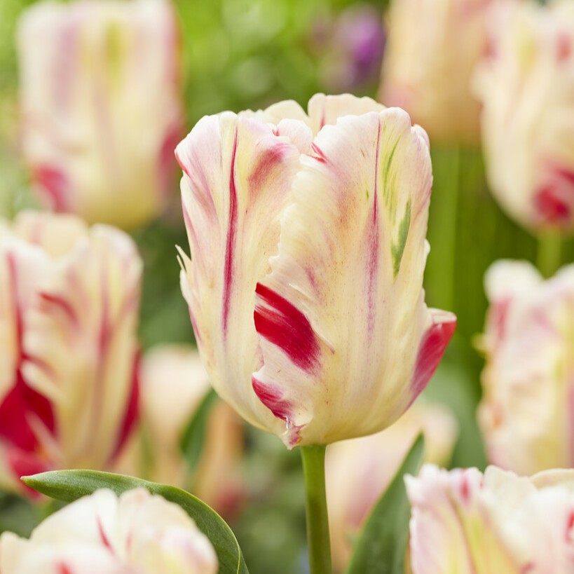 Tulipan 'Flaming Art'