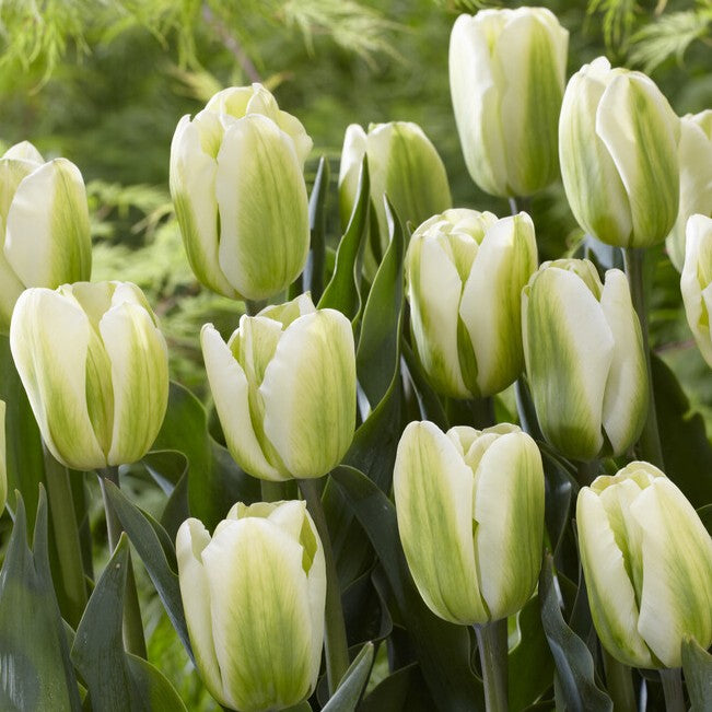 Tulipan 'Green Spirit'