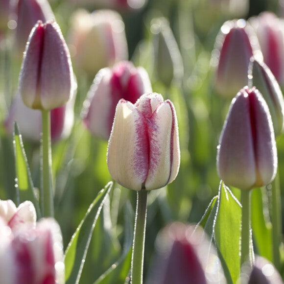 Tulipan 'Hotpants'
