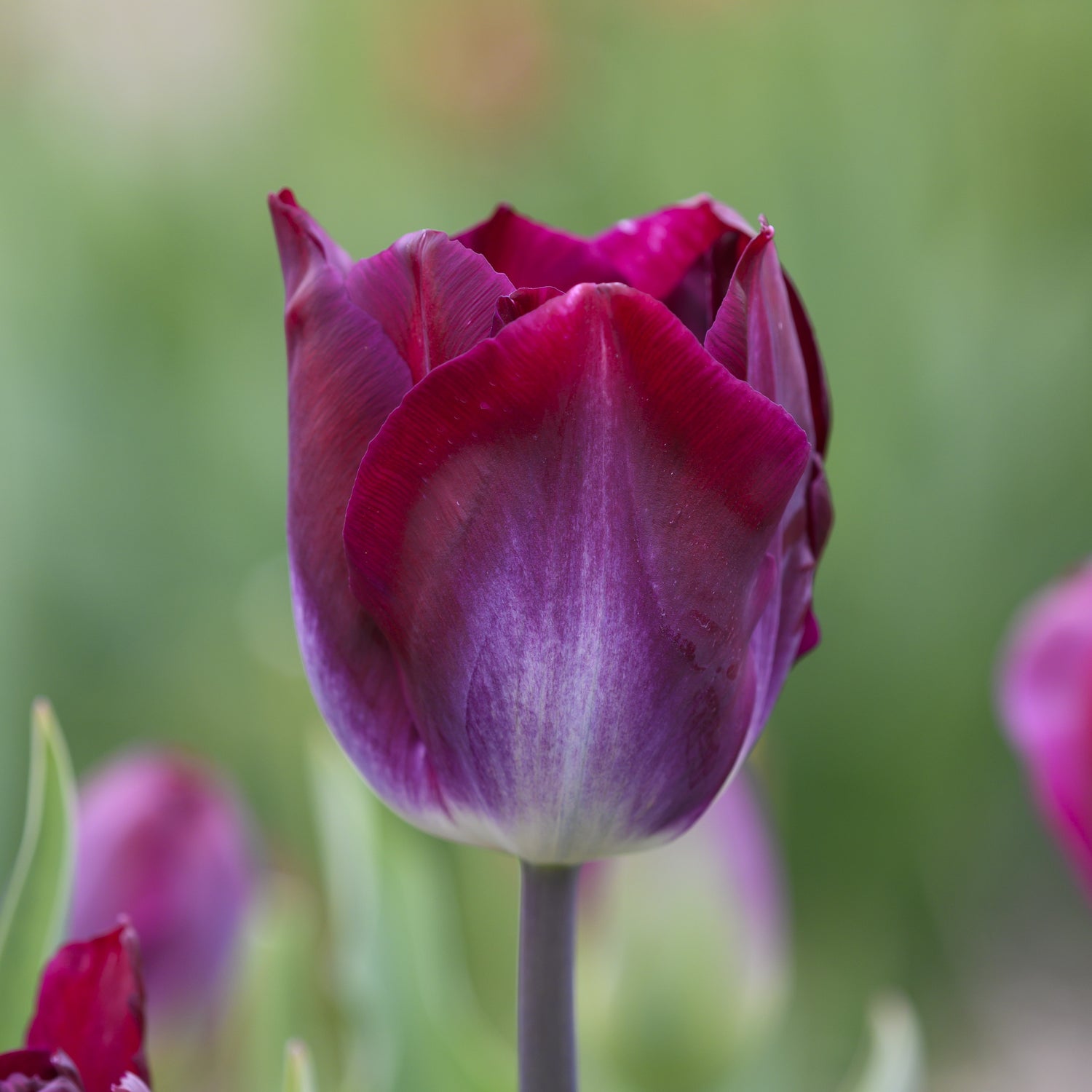 Tulipan 'Kansas Proud'