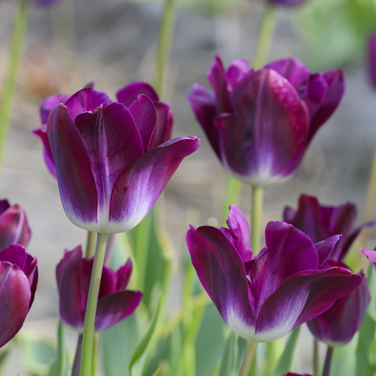 Tulipan 'Kansas Proud'