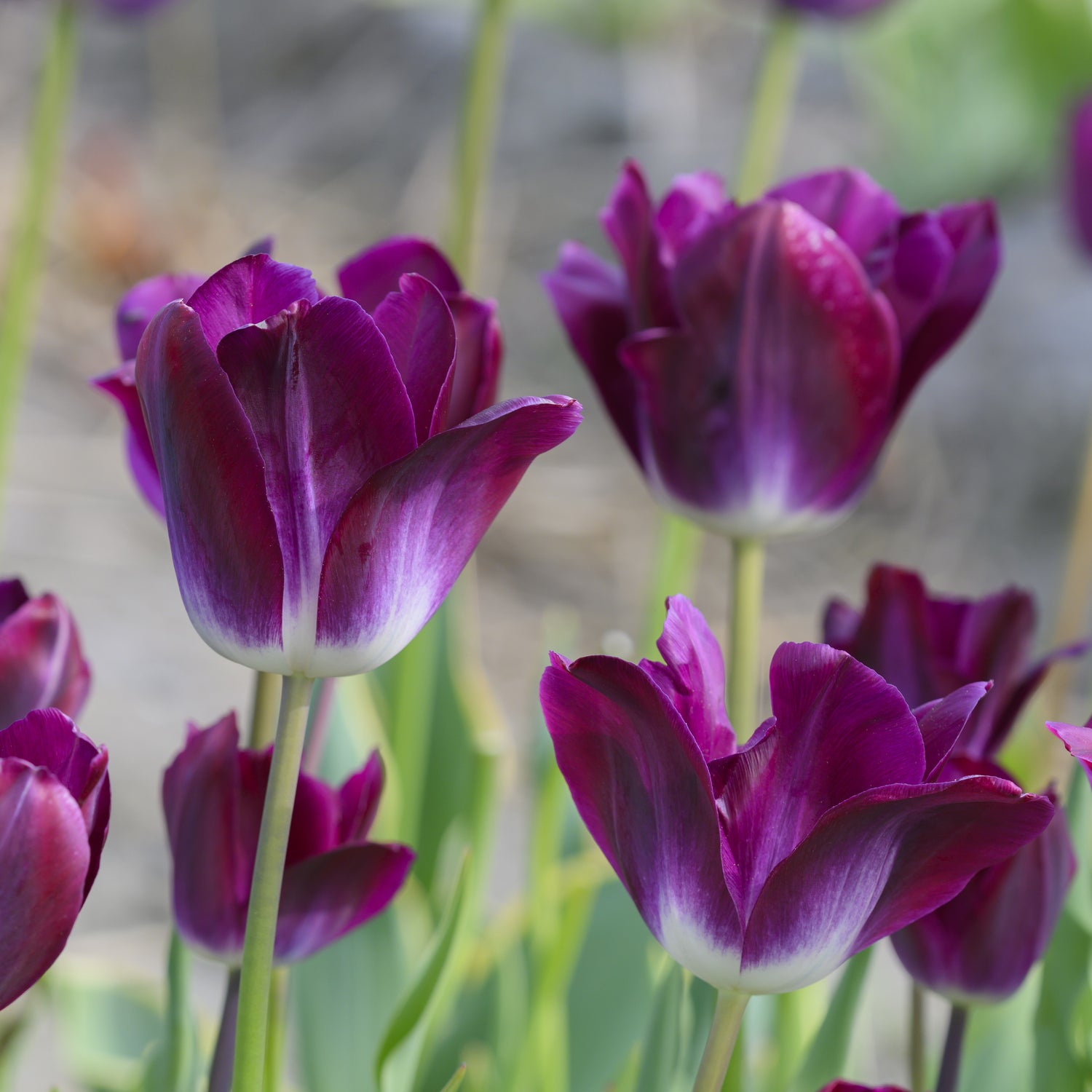 Tulipan 'Kansas Proud'