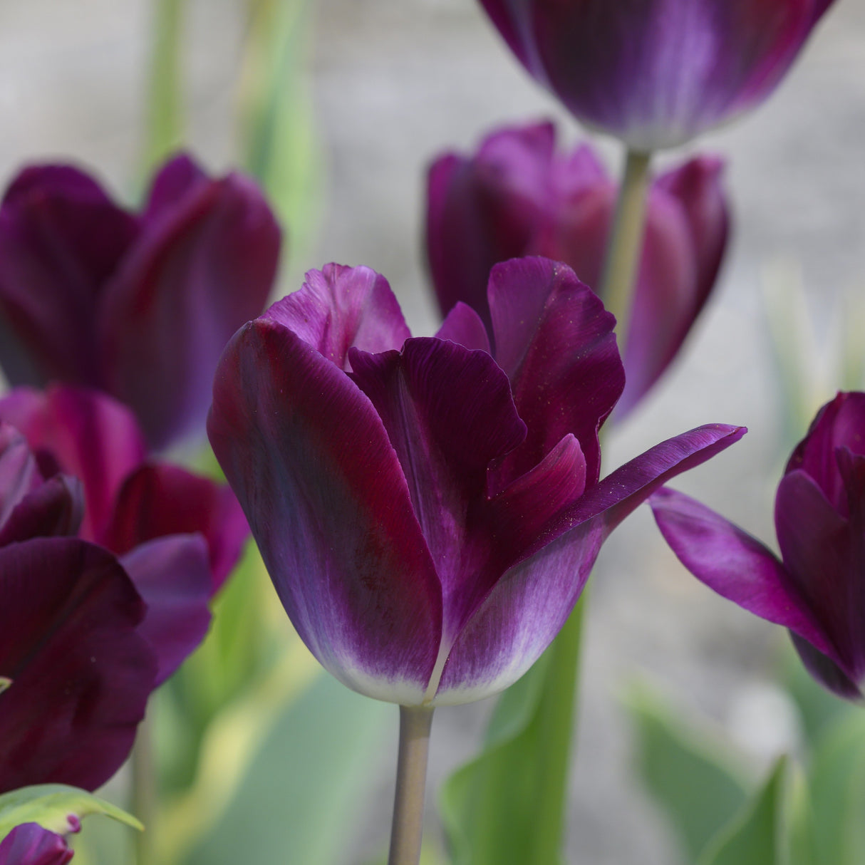 Tulipan 'Kansas Proud'