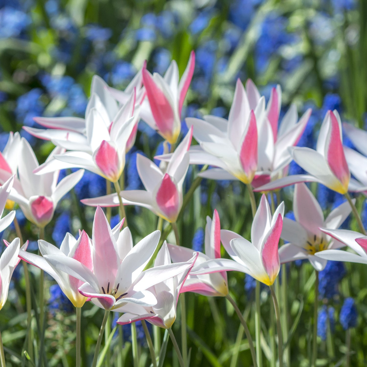 Tulipan clusiana 'Lady Jane'