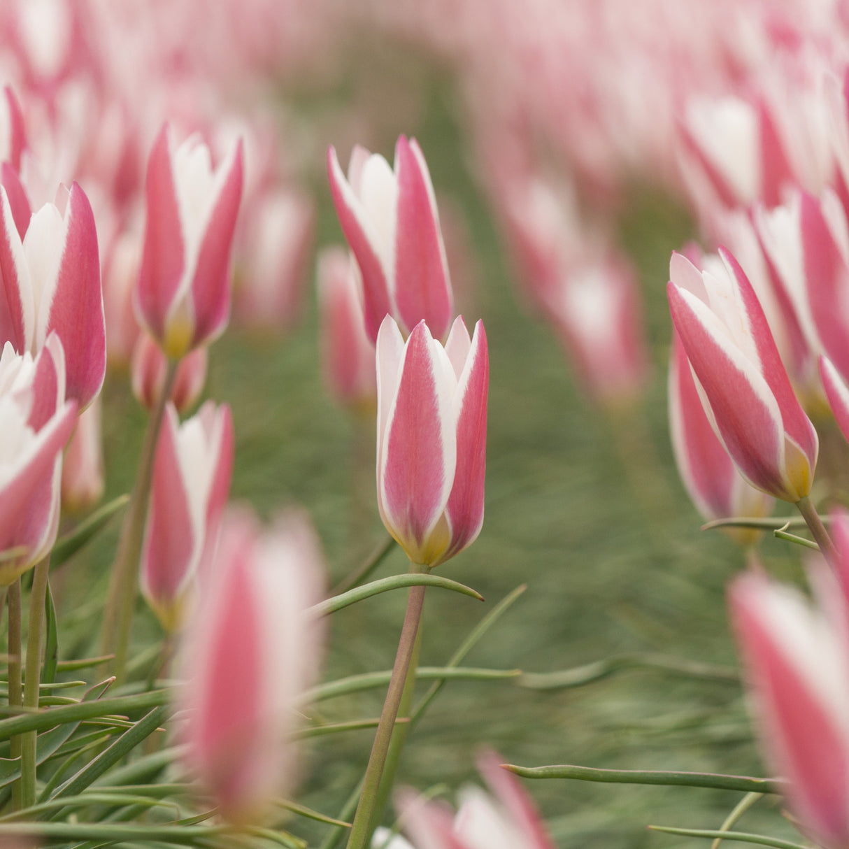 Tulipan clusiana 'Lady Jane'