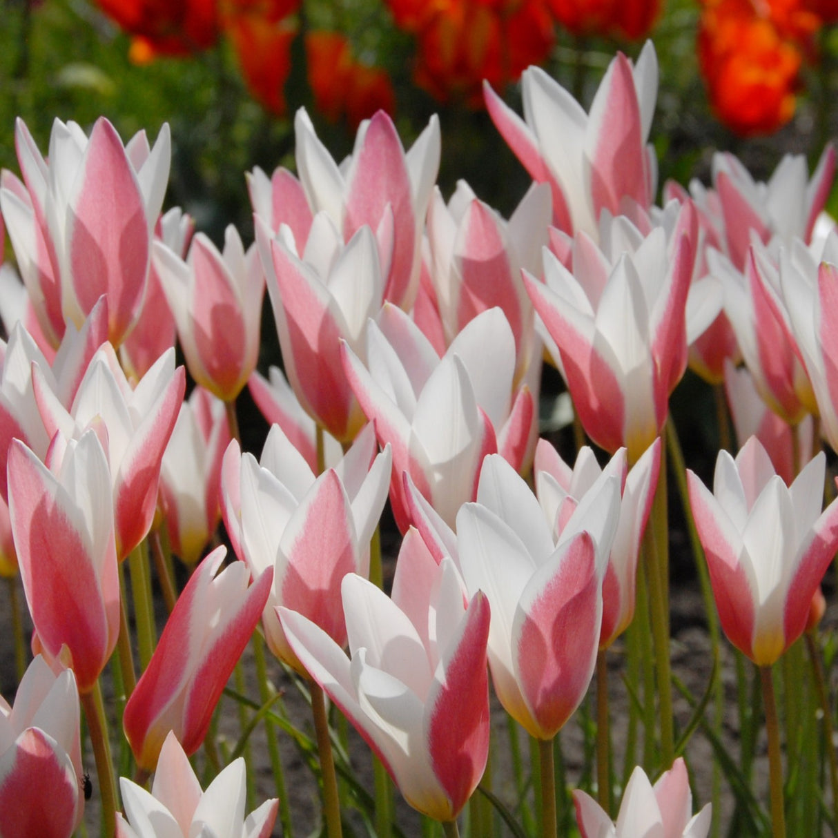 Tulipan clusiana 'Lady Jane'