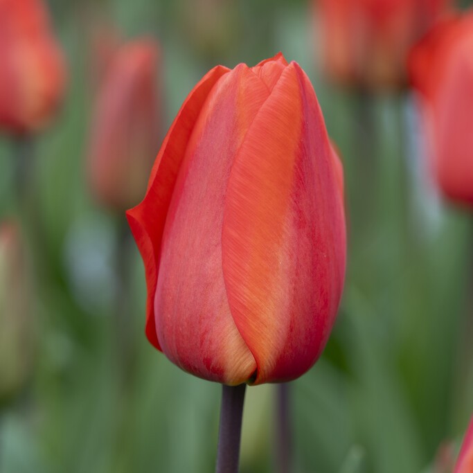 Tulipan 'Lalibela'