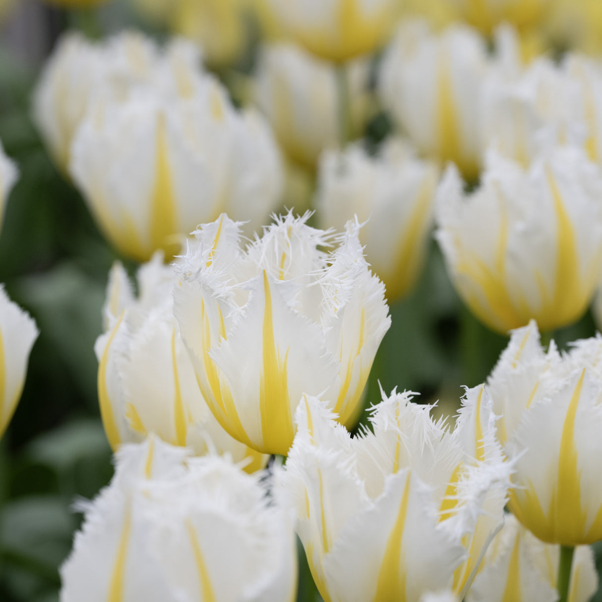 Tulipan 'Lemon Beauty'