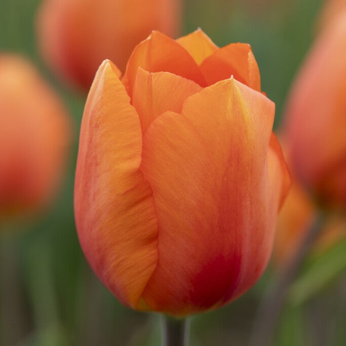 Tulipan 'Lightning Sun'