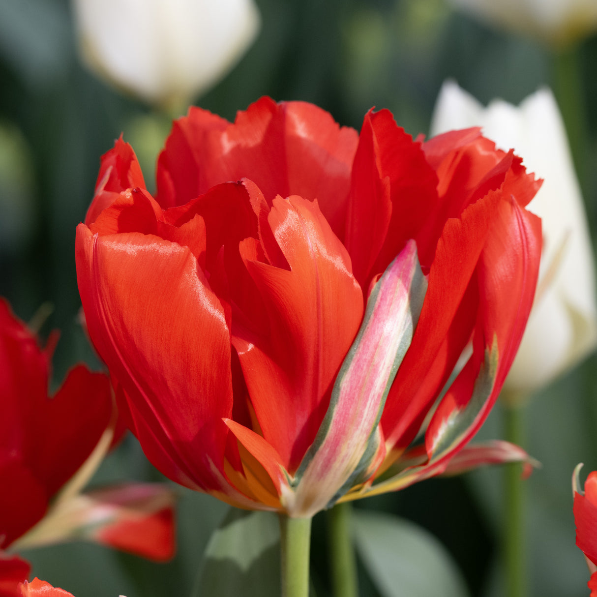 Tulipan 'Love Valley'