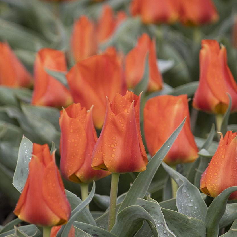 Tulipan 'Miramare'