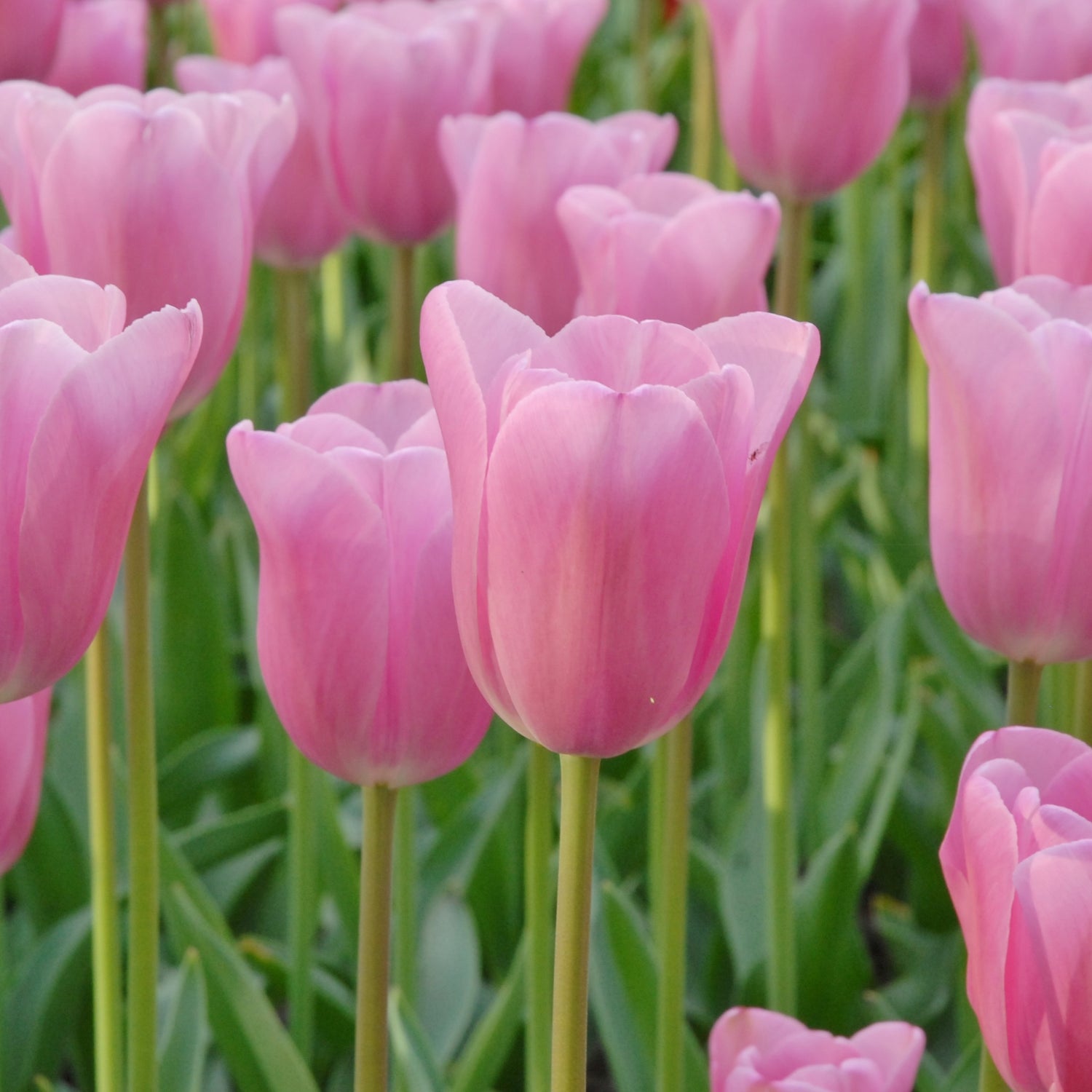 Tulipan 'Mistress'