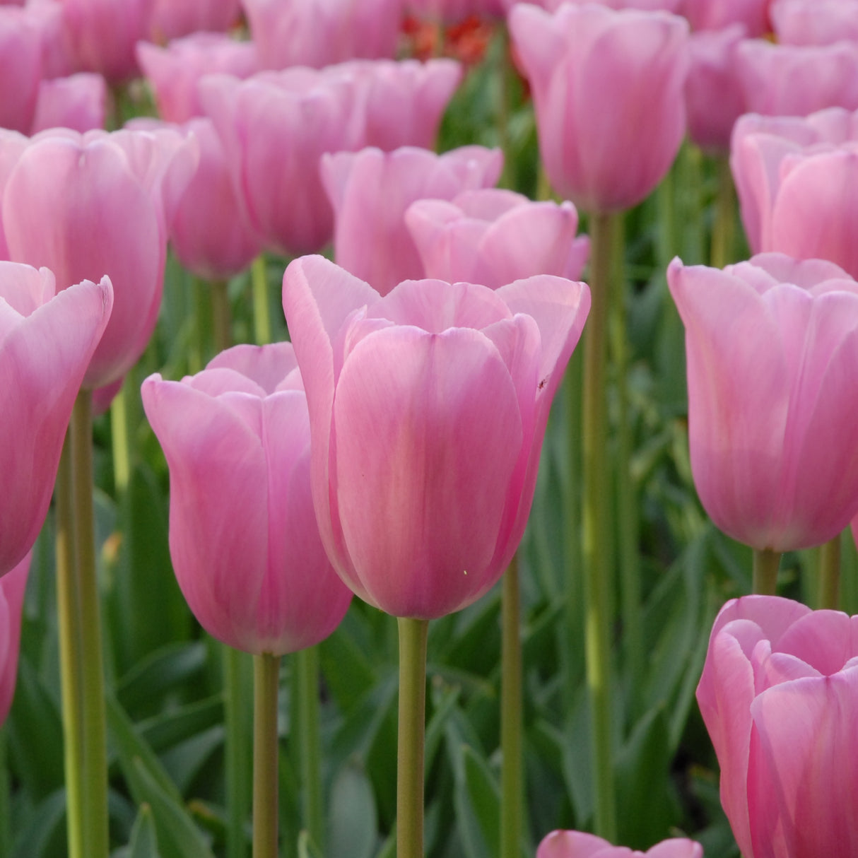 Tulipan 'Mistress'
