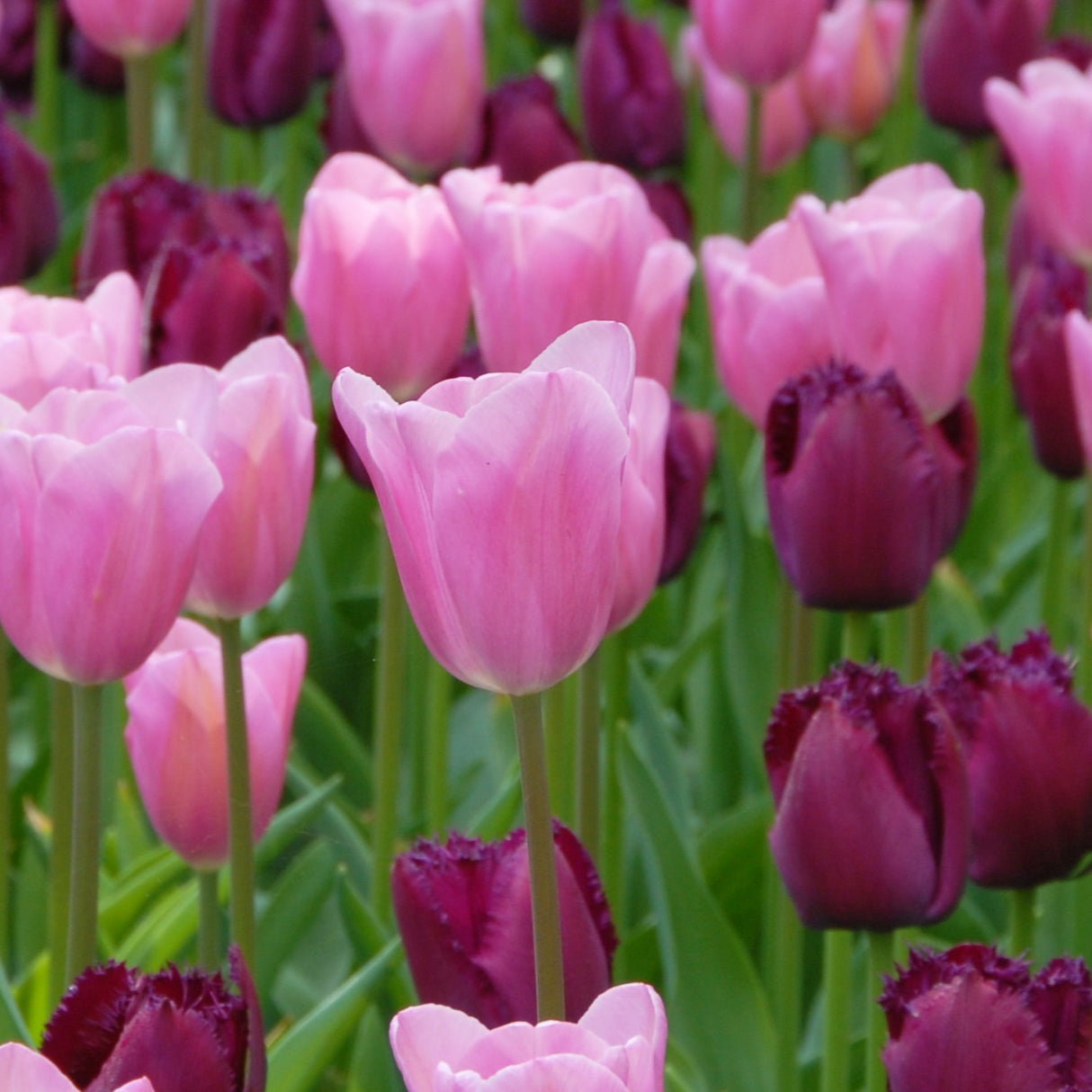 Tulipan 'Mistress'
