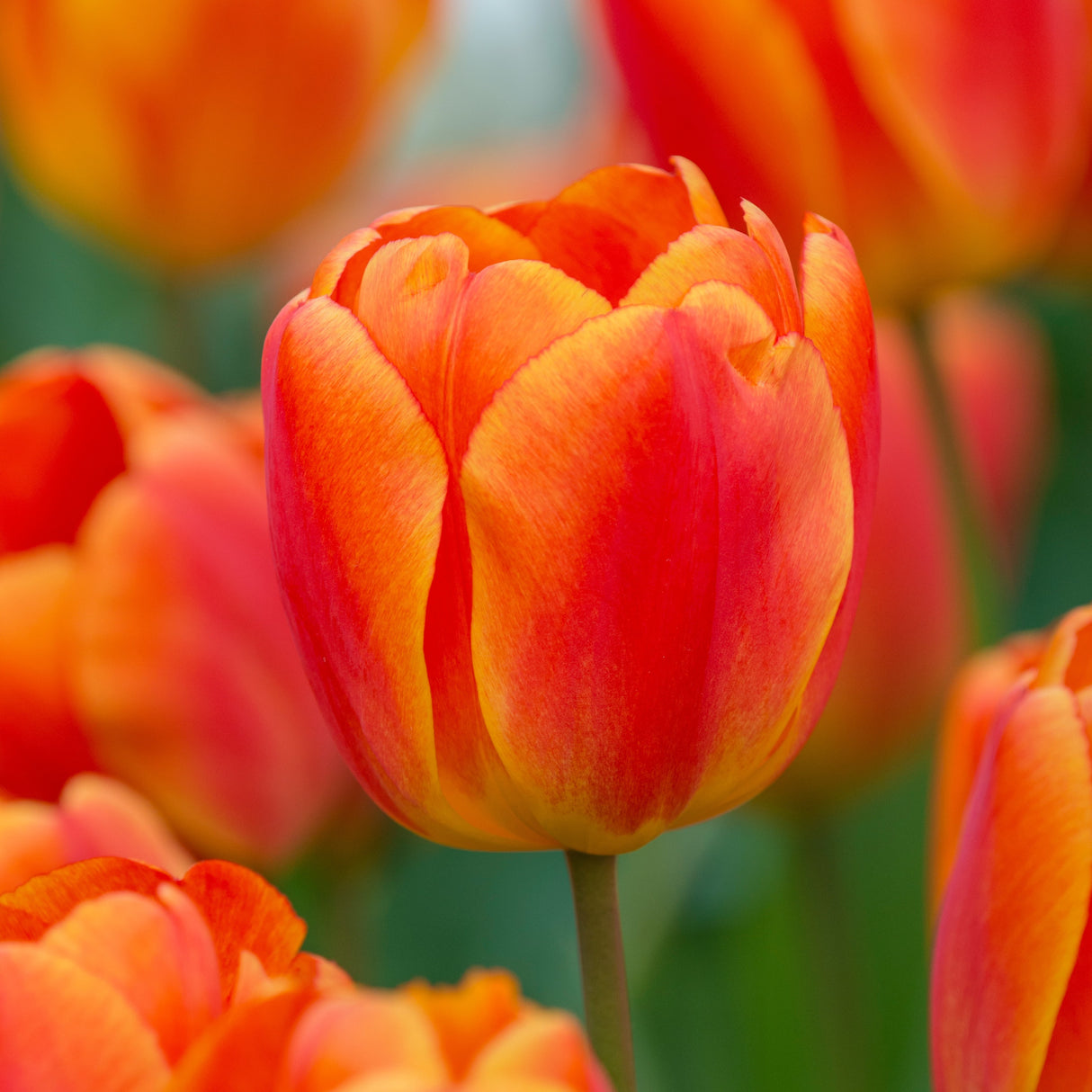 Tulipan 'Oxford's Elite'