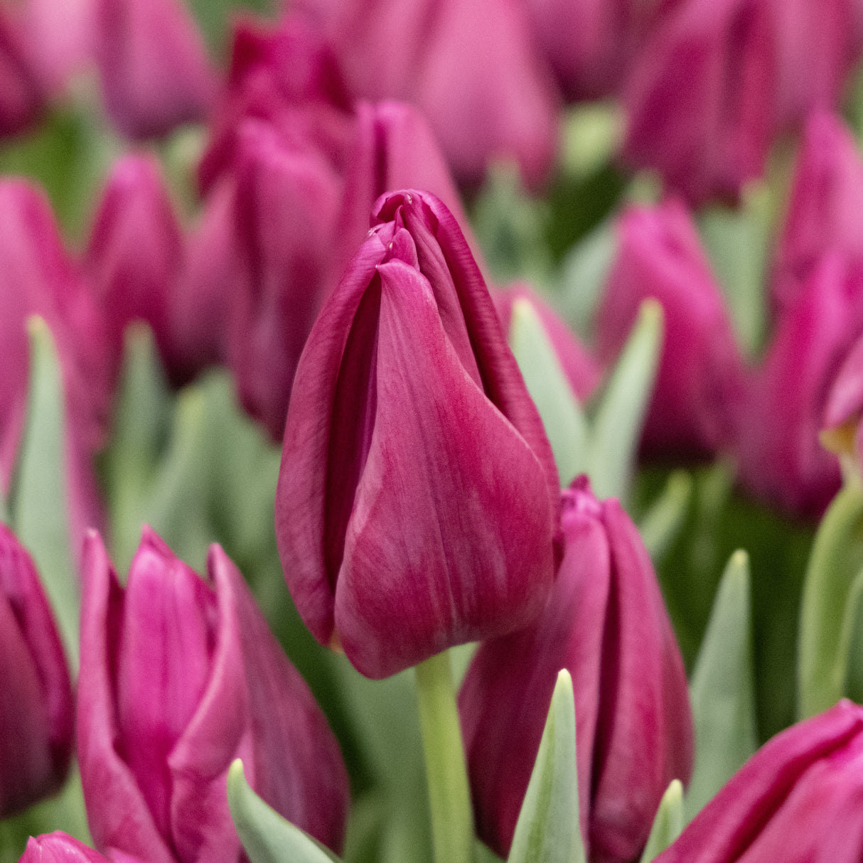 Tulipan 'Passio Fuchsi'