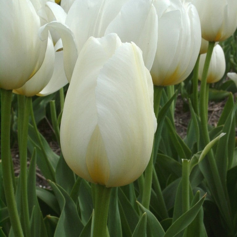 Tulipan 'Pays Bas'