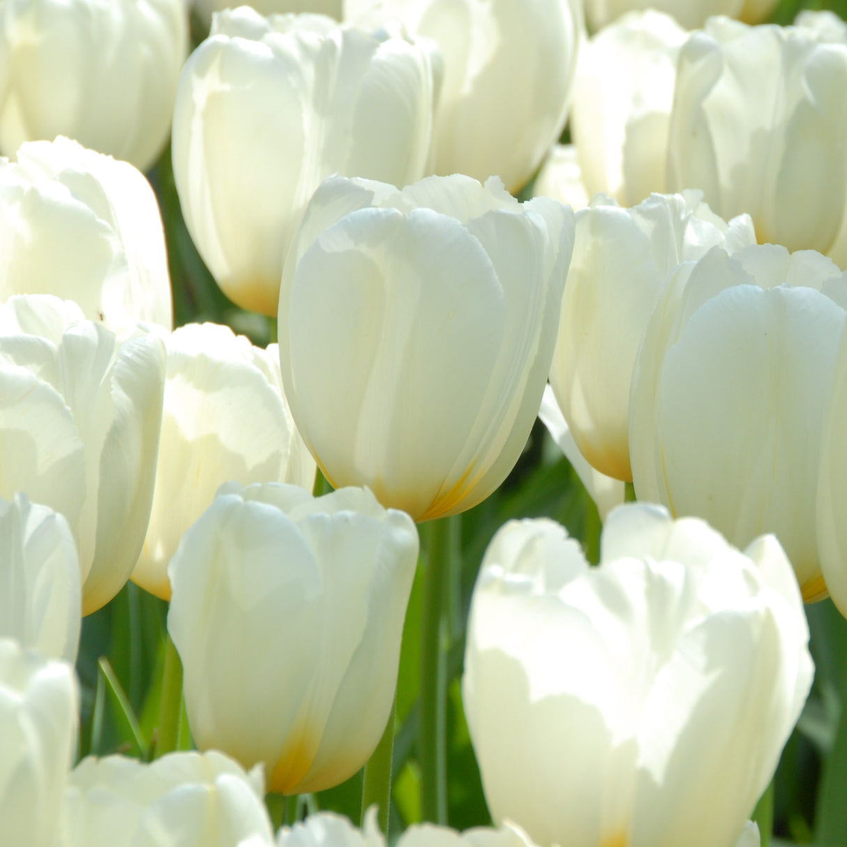 Tulipan 'Pays Bas'