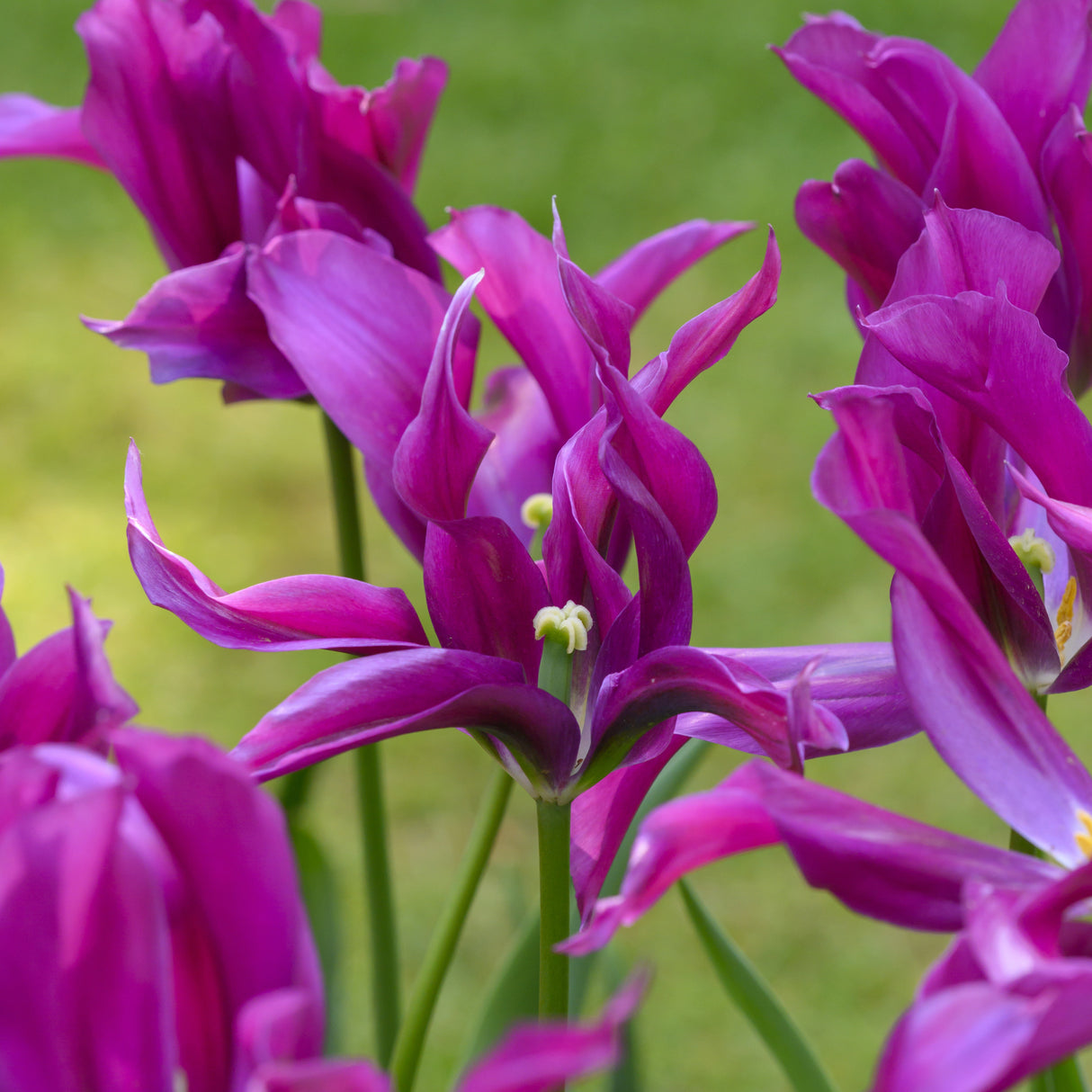 Tulipan 'Purple Doll'