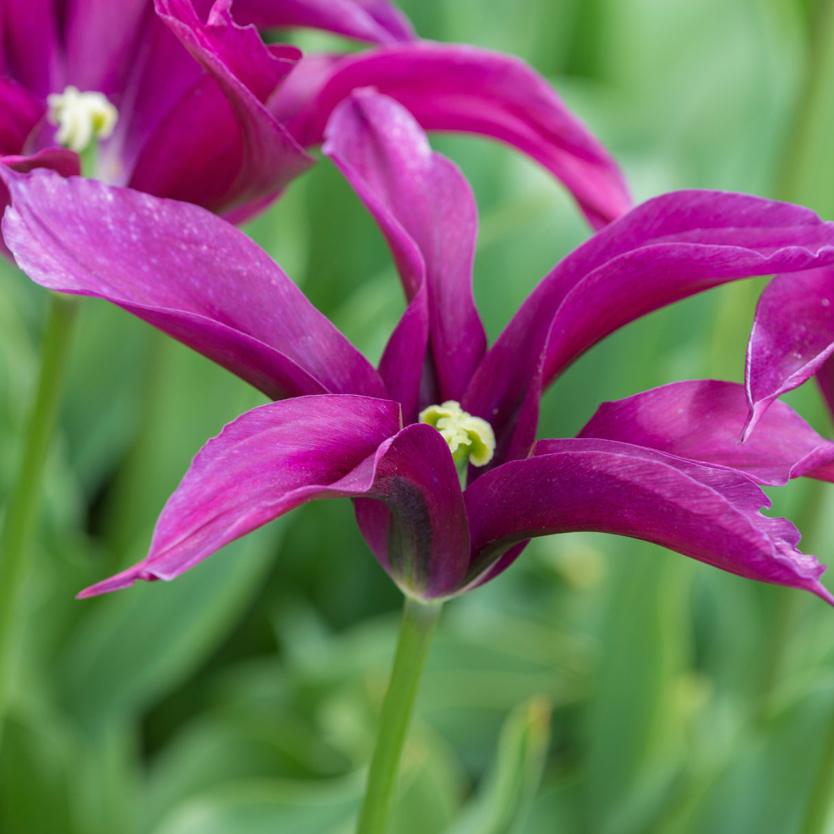 Tulipan 'Purple Doll'