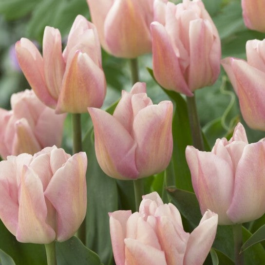 Tulipan 'Rejoyce'®