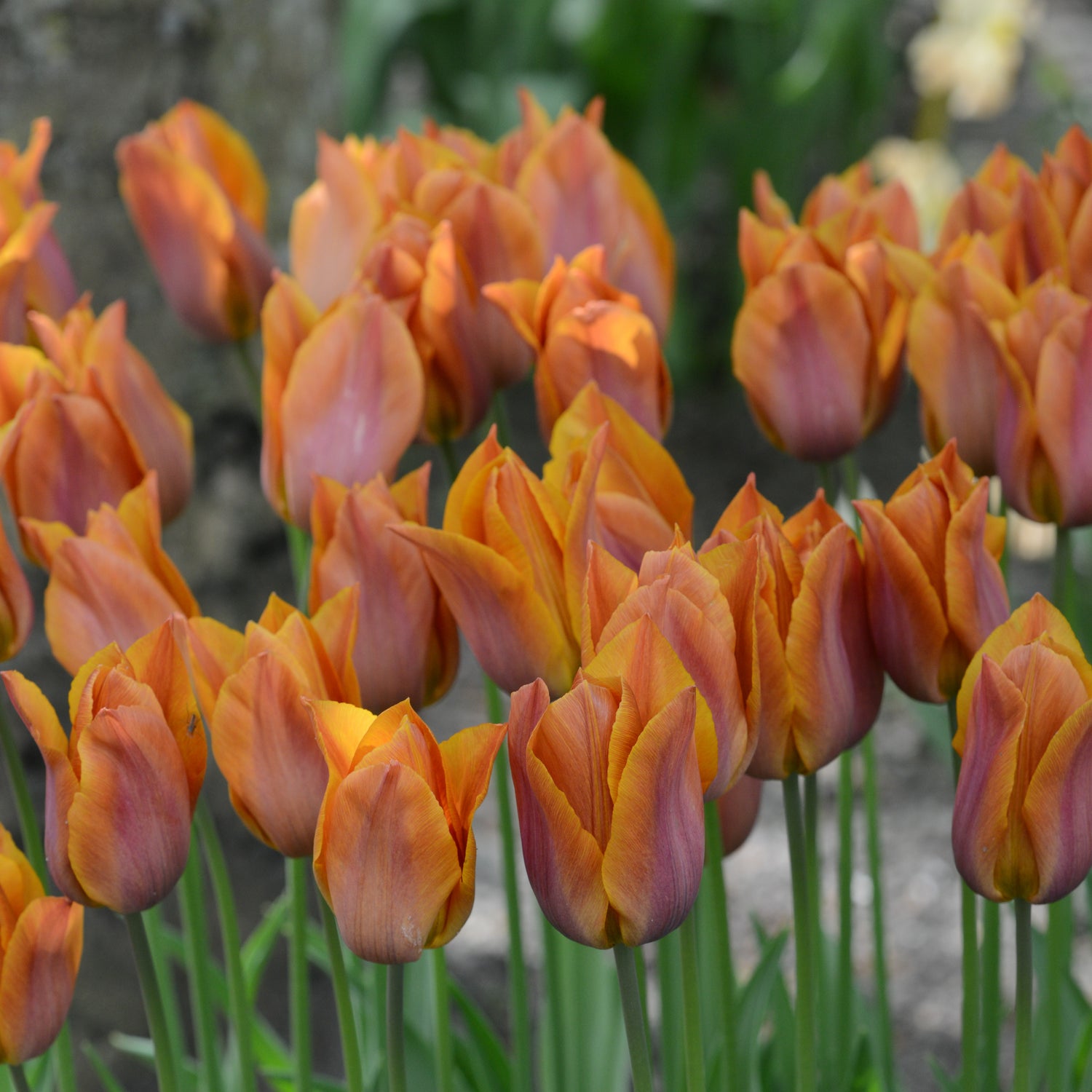 Tulipan 'Request'