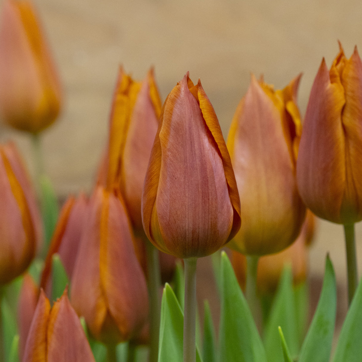 Tulipan 'Request'