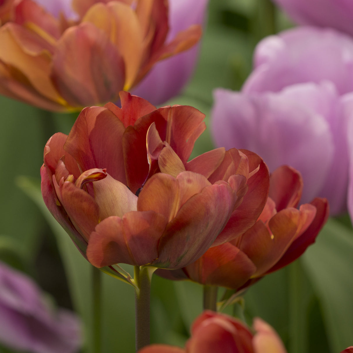 Tulipan 'Ridgedale'
