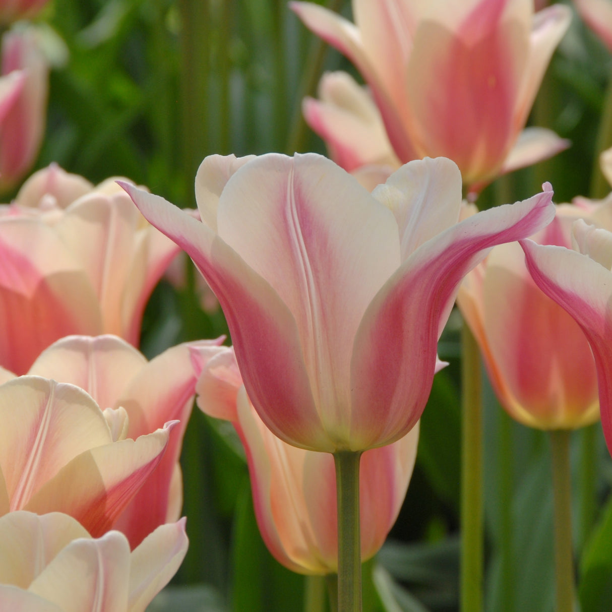 Tulipan 'Sanne'