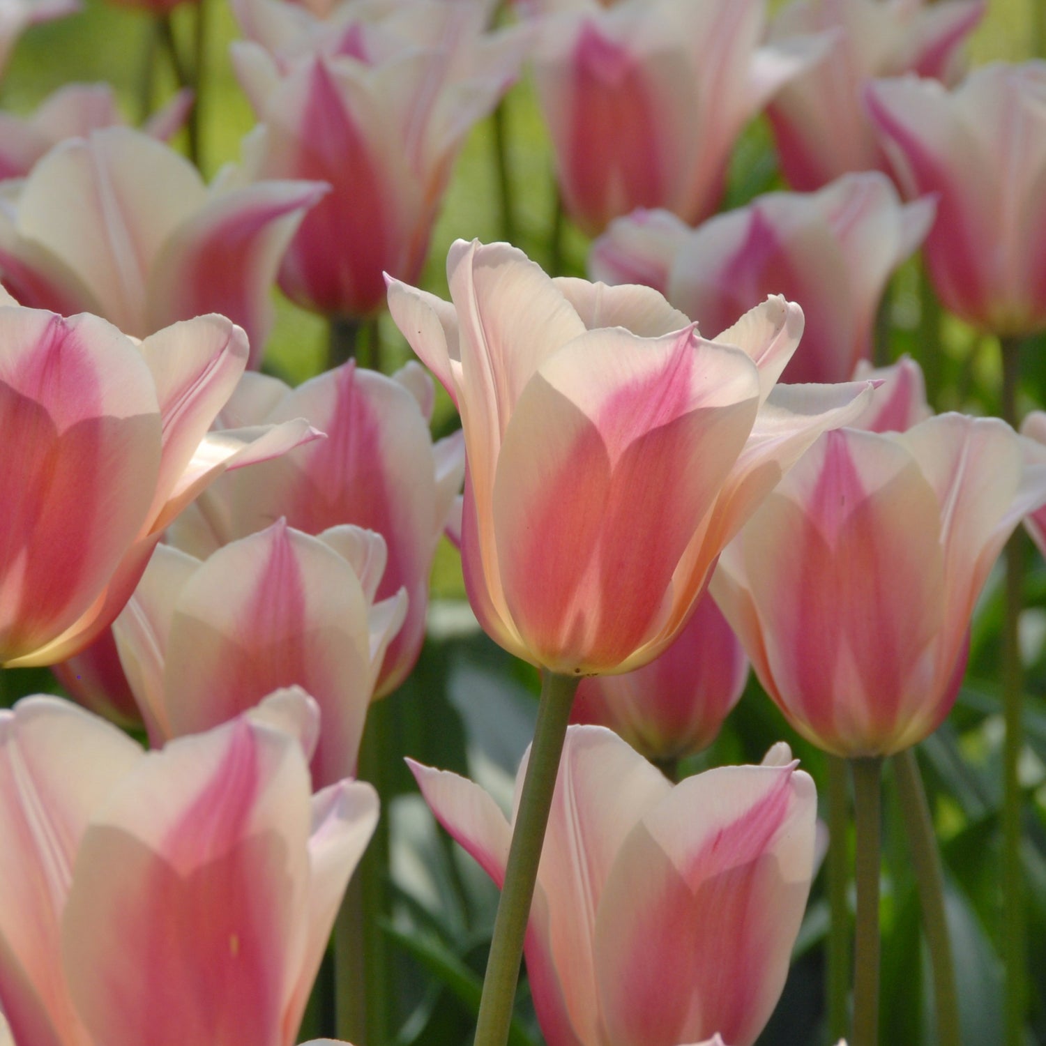 Tulipan 'Sanne'