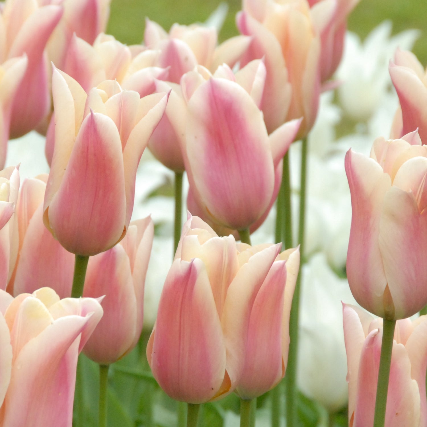 Tulipan 'Sanne'