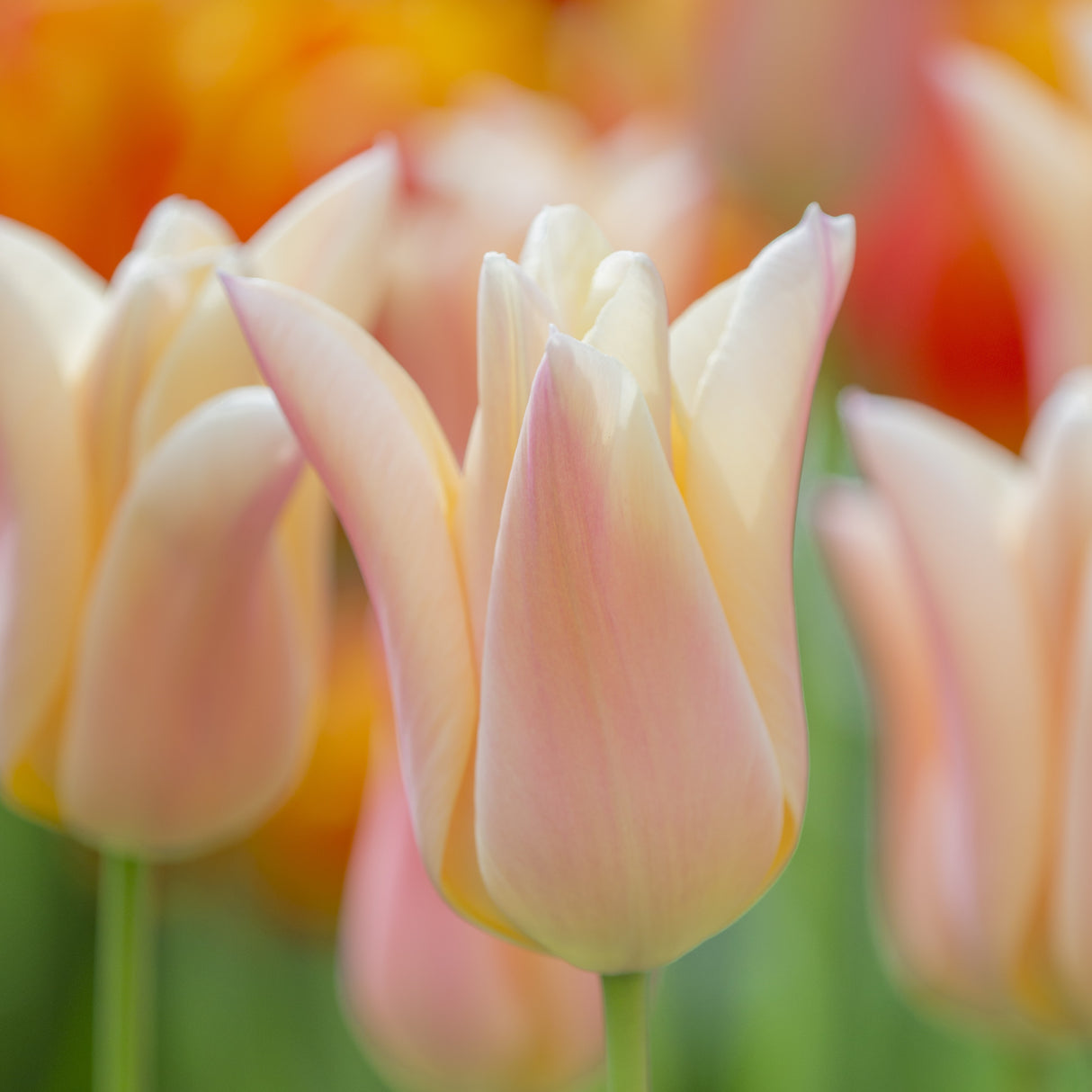 Tulipan 'Sanne'