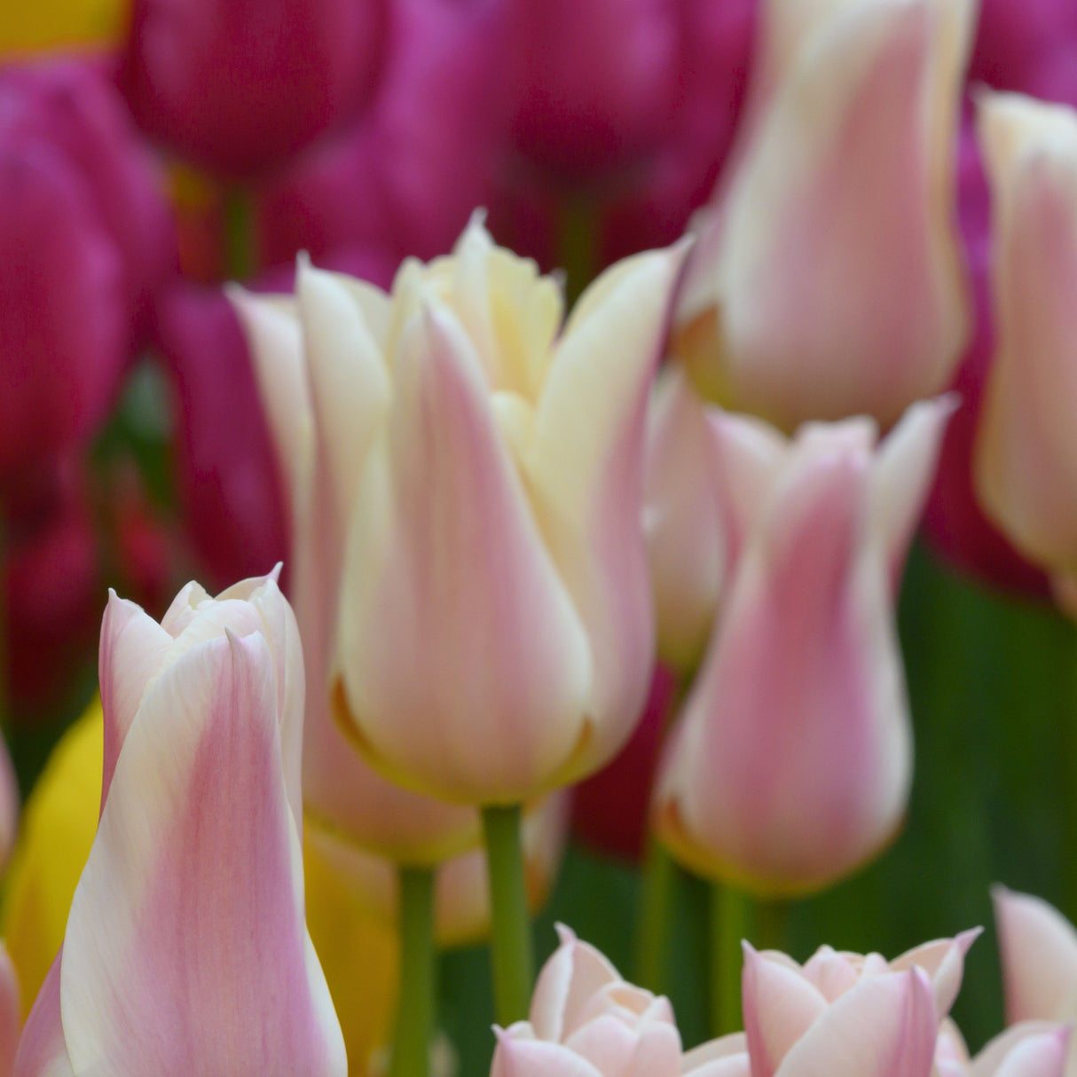 Tulipan 'Sanne'