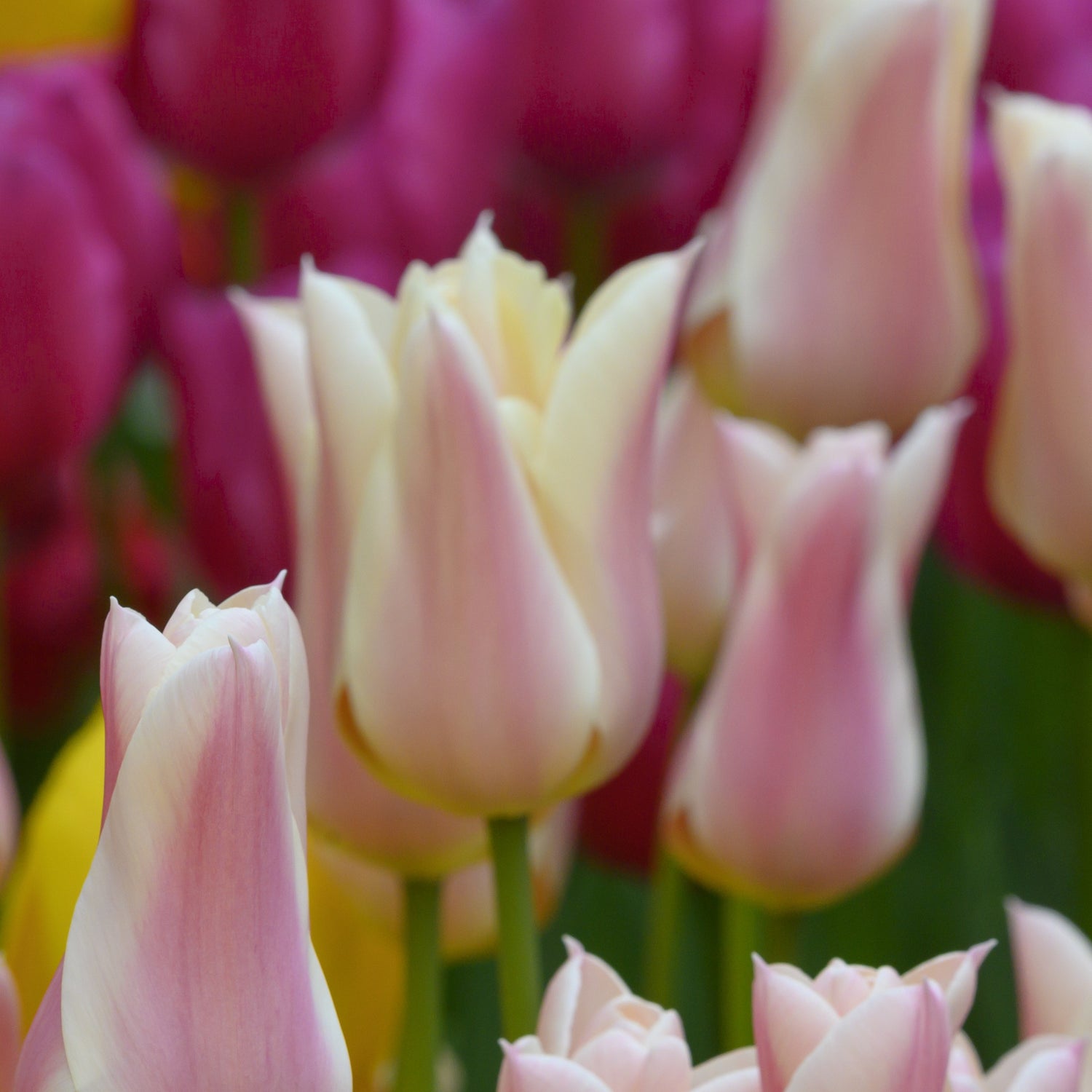 Tulipan 'Sanne'