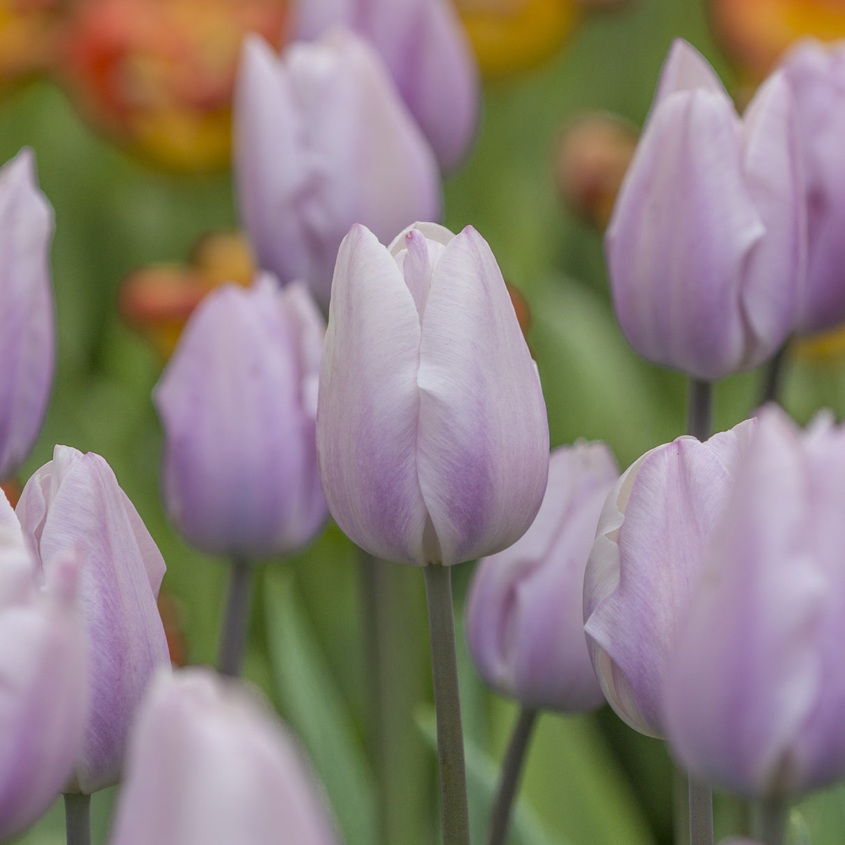 Tulipan 'Silver Cloud'