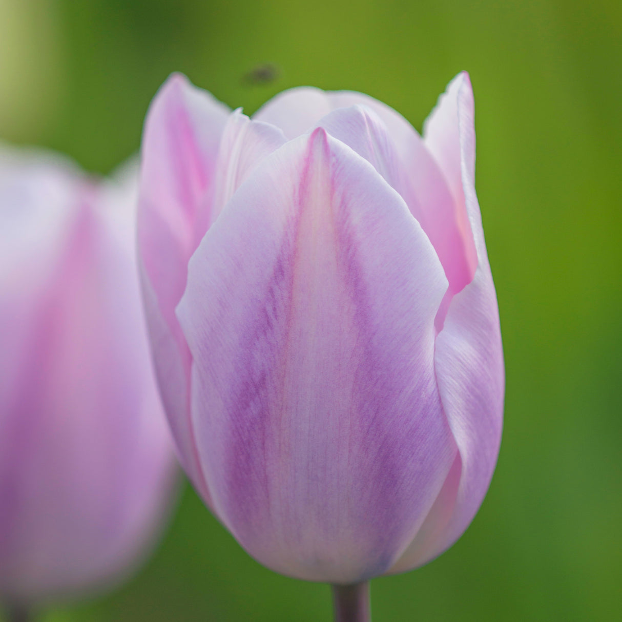 Tulipan 'Silver Cloud'