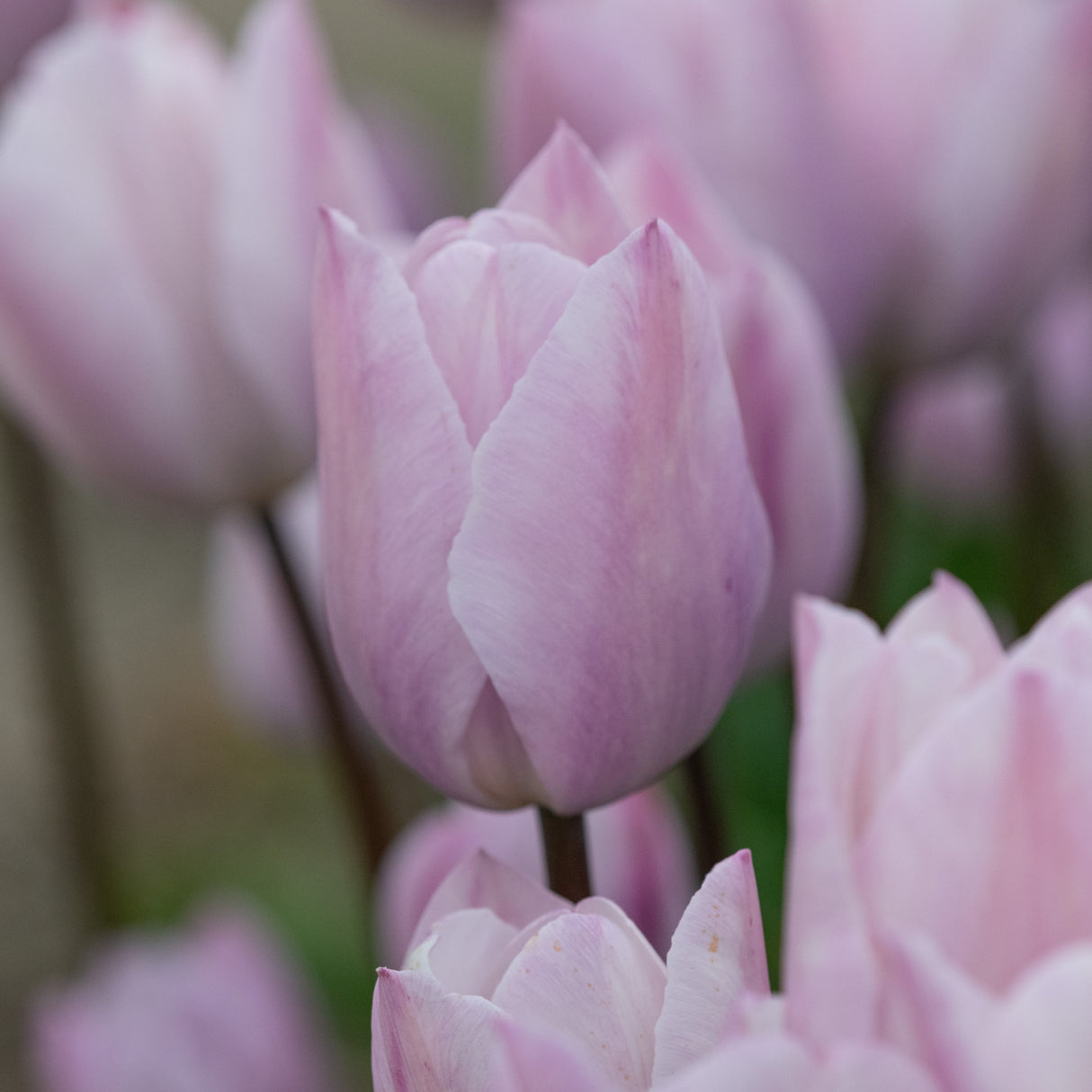 Tulipan 'Silver Cloud'