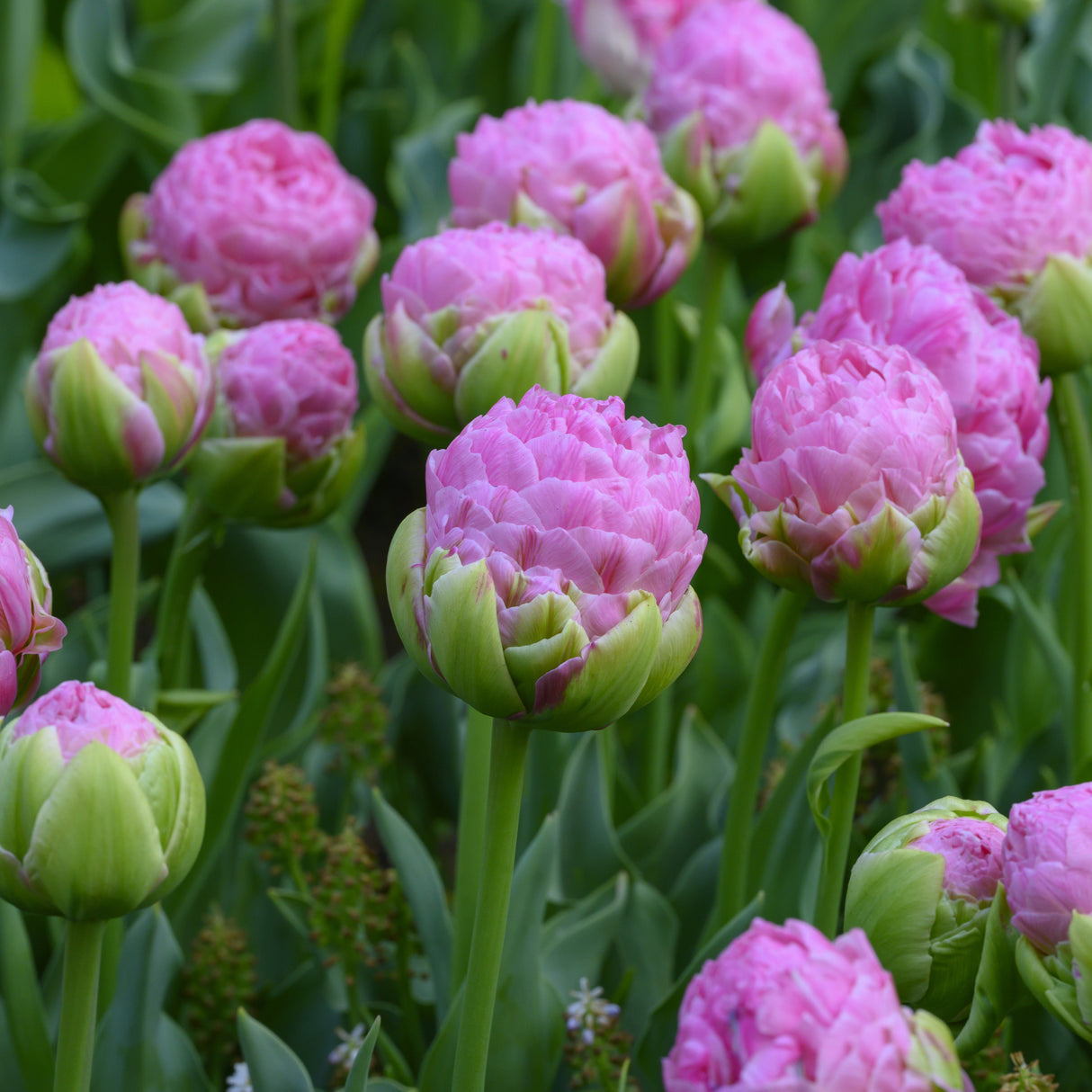 Tulipan 'Strawberry Cream'