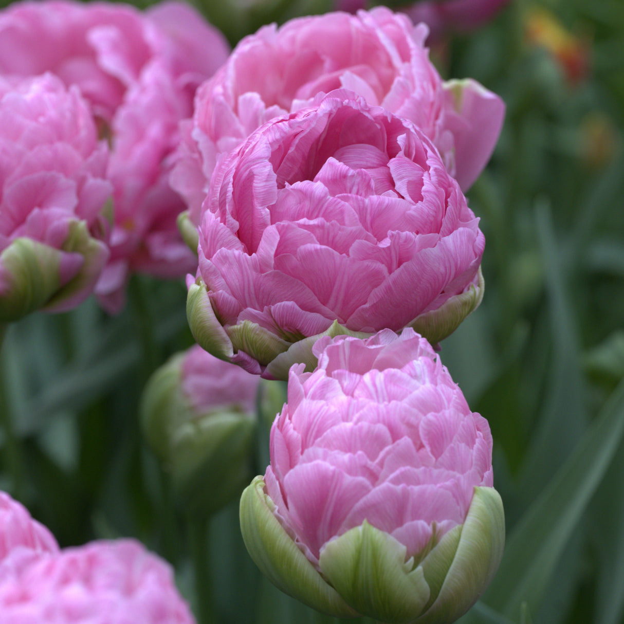 Tulipan 'Strawberry Cream'