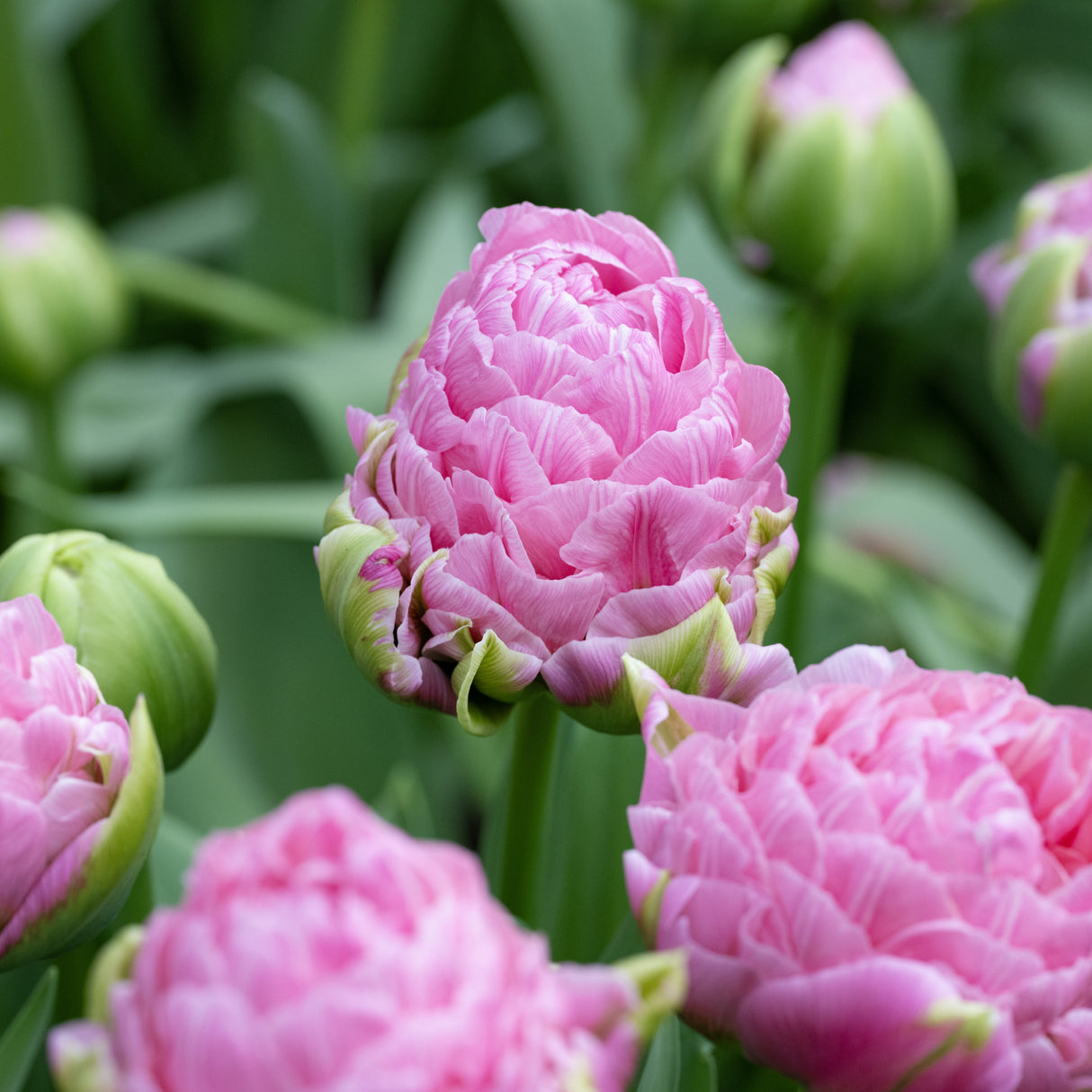 Tulipan 'Strawberry Cream'