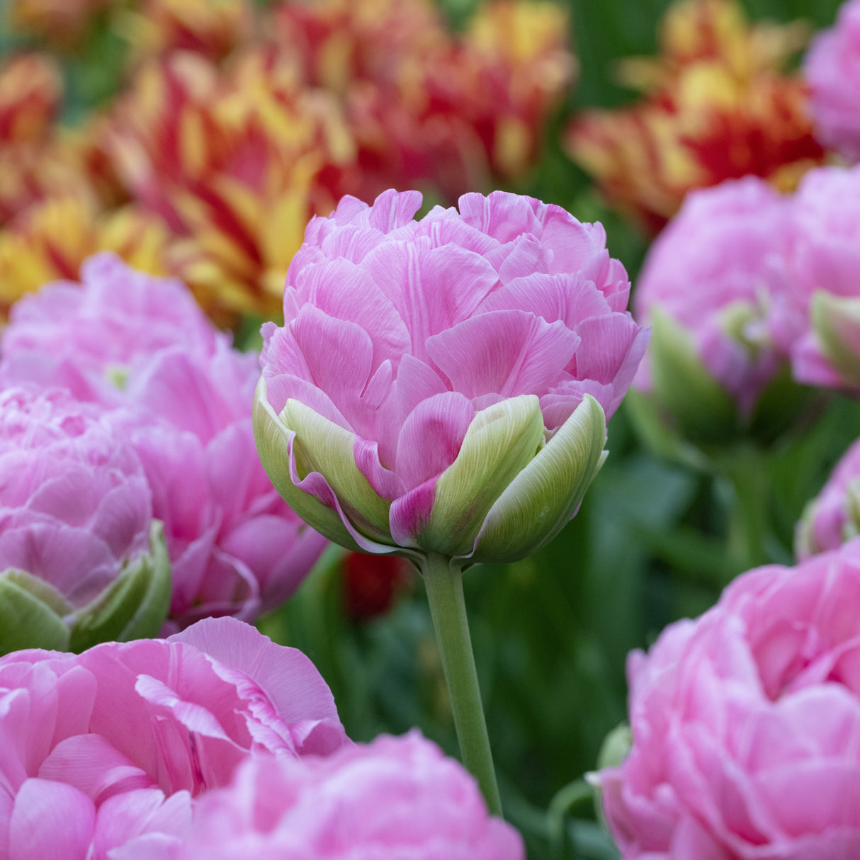 Tulipan 'Strawberry Cream'